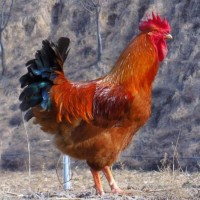 農(nóng)家散養(yǎng)九斤紅玉公雞苗活體脫溫紅玉公雞苗大體型紅玉380公雞價